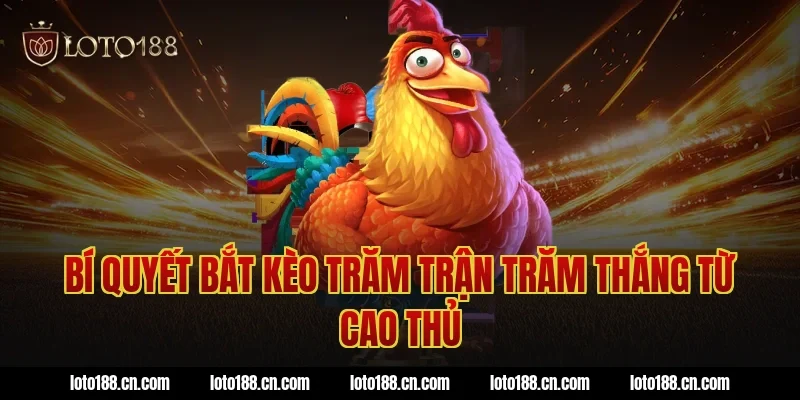 Bí Quyết Bắt Kèo Trăm Trận Trăm Thắng Từ Cao Thủ