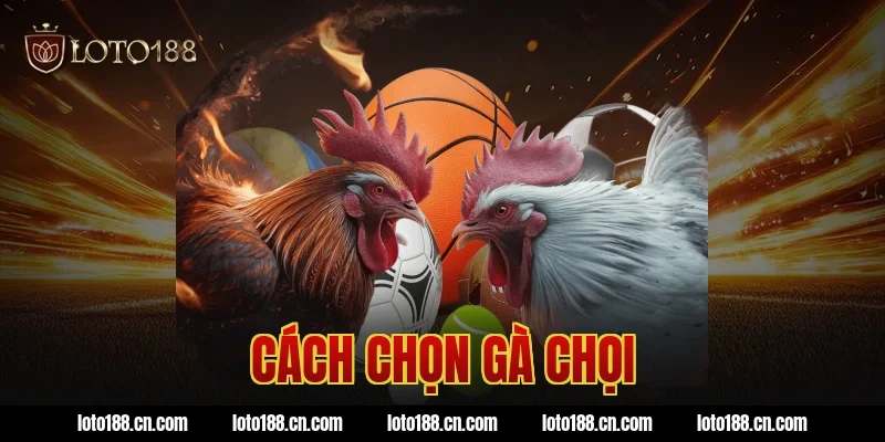 cách chọn gà chọi