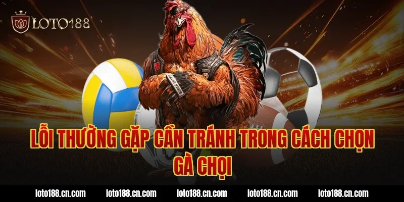 Lỗi thường gặp cần tránh trong cách chọn gà chọi