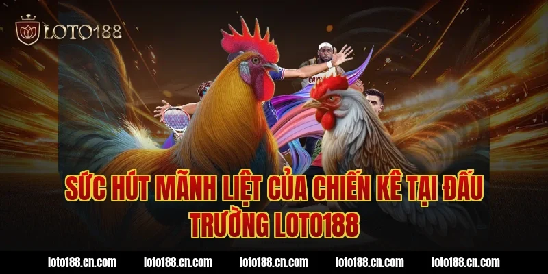 Sức Hút Mãnh Liệt Của Chiến Kê Tại Đấu Trường Loto188